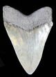 Fossil Megalodon Tooth - South Carolina #39246-1